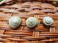 Shell snail nature spiral shape closeup garden animal