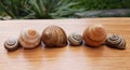 Shell snail nature spiral shape closeup garden animal