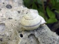 Shell of a snail