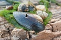 Shell, snail, rock, river weed on the wood