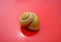 Shell of snail yellow on red background