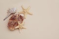 Shell and starsfish over Ivory Neutral Background. copy space for Text. Fishstar. Vacation and Summer Background. Royalty Free Stock Photo
