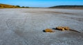 Shell stones in the valley of the drying up hyperhaline Kuyalnik estuary, Odessa region