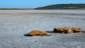 Shell stones in the valley of the drying up hyperhaline Kuyalnik estuary, Odessa region