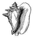 Shell of Strombus Gigas vintage illustration