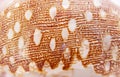 Shell surface structure. Macro photo. Royalty Free Stock Photo
