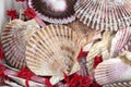 Shell Symbol of Camino de Santiago Royalty Free Stock Photo