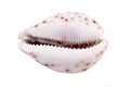 Shell Of Tiger Cowrie ( Cypraea tigris ) Royalty Free Stock Photo