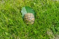 Shell of a tiny turtle on a green leaf among the grass in the garden. The turtle hid in her hut