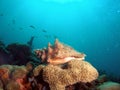 Shell on top of star Coral