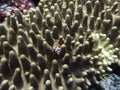 Shell Tucked into Stony Hard Table Coral on Reef in Palau