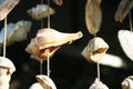 The shell wall hanging mobile Royalty Free Stock Photo