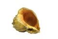 Big Seashell Scarlett 1 Royalty Free Stock Photo