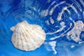 Shell in the water Royalty Free Stock Photo