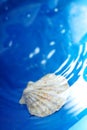 Shell in the water Royalty Free Stock Photo