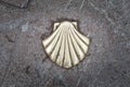 Shell in the Way of Asturias Royalty Free Stock Photo