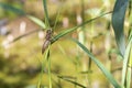 The shell from which the Dragonfly hatched. The shell is on the stalk. The background is green Royalty Free Stock Photo