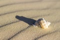 View of the seashell lying on the sand