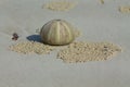 Shell on white sand Royalty Free Stock Photo