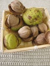 Shellbark hickory nuts in basket Royalty Free Stock Photo
