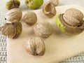 Shellbark hickory nuts Royalty Free Stock Photo