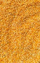shelled corn in the process of drying in the sun by traditional farmers Royalty Free Stock Photo