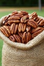 Shelled Pecans in Burlap Bag, Close Up, Fresh Harvest Background with Ample Copy Space Royalty Free Stock Photo