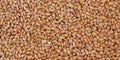 Shelled pine nuts background closeup, top view Royalty Free Stock Photo