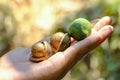 Shelled and unshelled macadamia nuts on hand harvested from macadamia trees Royalty Free Stock Photo