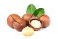 Shelled and unshelled macadamia nuts with leaf. Royalty Free Stock Photo