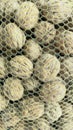 Shelled walnuts in a net Royalty Free Stock Photo