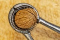 Shelled walnuts and nutcracker in plate Royalty Free Stock Photo
