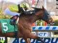 Shelley Ann Winning at Aqueduct