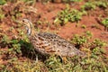 Shelley's Francolin Scleroptila shelleyi in Ithala Game Reserve, KwaZulu-Natal, South Africa Royalty Free Stock Photo