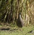 Shelley`s francolin Scleroptila shelleyi