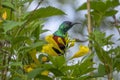 Shelley`s sunbird. Chamo Lake, Ethiopia. Africa