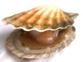Shellfish Royalty Free Stock Photo