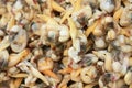 Shellfish Royalty Free Stock Photo