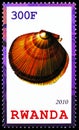 Shellfish, Argopecten gibbus, the Atlantic calico scallop, Shells serie, circa 2010