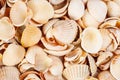 Shellfish background studio shot