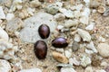 Shellfish on the beach with a rock background Royalty Free Stock Photo