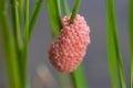 Shellfish eggs on rice plant Paddy Royalty Free Stock Photo