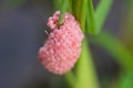 Shellfish eggs on rice plant Paddy Royalty Free Stock Photo