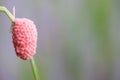 Shellfish eggs on rice plant Paddy Royalty Free Stock Photo