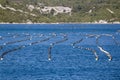 Shellfish farming Royalty Free Stock Photo