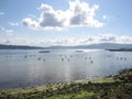 shellfish gatherers in a galician estuary