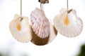 Shellfish mobile hanging aganist white sky background Royalty Free Stock Photo