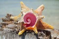 Shellfish, Nature proportion, fibonacci pattern. Tropical paradise in Guna Yala, Kuna Yala, San BLas, islands, Panama. spiral.