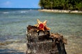 Shellfish, Nature proportion, fibonacci pattern. Tropical paradise in Guna Yala, Kuna Yala, San BLas, islands, Panama. spiral.