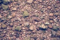 Shellfish platform. Many shells are deposited and make a amazing
